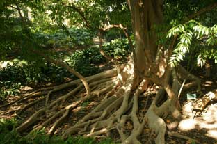 Costa del Sol, botanische tuin la concepcion